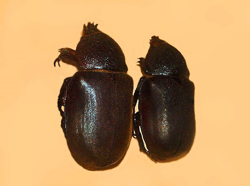 Scarabaeidae - Chalcosoma atlas-1