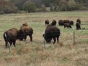 Shelby Farms Park Memphis TN 2013-11-17 036