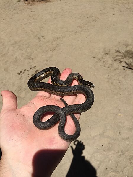 Sierra garter snake handled