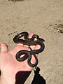 Sierra garter snake handled