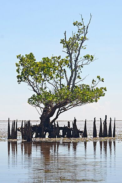 Sonneratia alba - Manado (2)