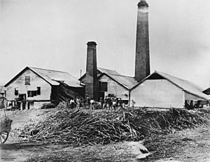 StateLibQld 1 13930 Pioneer Sugar Mill at Mackay, 1880s