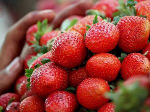 Strawberries for sale at Mahabaleshwar