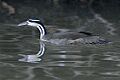 Sungrebe2