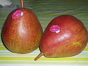 Sweet Sensation