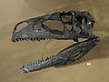 Tanycolagreus topwilsoni skull cast - Natural History Museum of Utah - DSC07224
