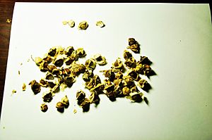 The seeds of Moringa oleifera