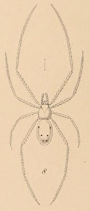 Theridion grallator Fauna Hawaiiensis