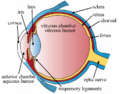 Three Main Layers of the Eye