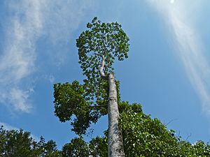 Timbangan (Artocarpus tamaran) (8082540008).jpg