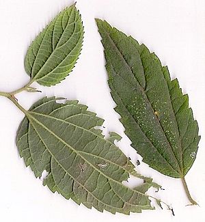 Trema tomentosa scanned leaf