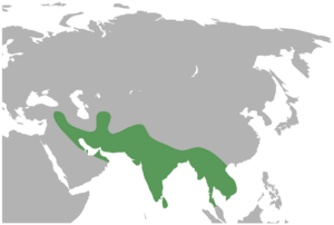 Vanellus indicus map.svg