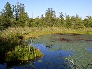 Volo Bog open-water center