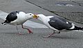Western Gulls fighting for mates