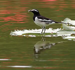 White-browed Wagtail (Motacilla maderaspatensis) carrying feed for the chicks W IMG 2622