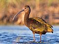 White-faced Ibis by Dan Pancamo