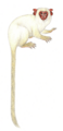 White marmoset Mico leucippe