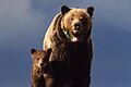 Yellowstone-grizzly-00156