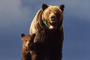 Yellowstone-grizzly-00156