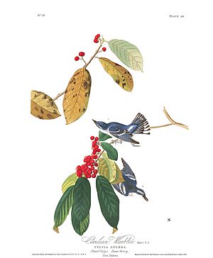 "Azure Warbler" in Audubon's Birds of America
