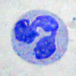 20100825 023736 Neutrophil