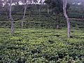 A Tea Garden of Cachar, Assam.