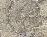 A weird Orthid Brachiopod from Dane county, Wisconsin