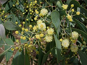 Acacia caerulescens.jpg