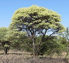 Acacia tortilis subsp heteracantha, blomtyd, Lekkerbreek-plaas, a