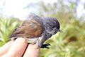 African Hill Babbler (Claude's) imported from iNaturalist photo 173826510 on 26 May 2024