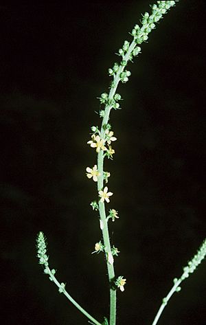 Agrimonia parviflora.jpg