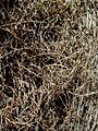 Allocasuarina inophloia bark at Ilanot arboretum-RJP
