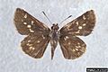 Amblyscirtes carolina 2191010