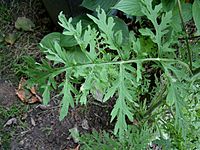 Ambrosia artemisiifolia004