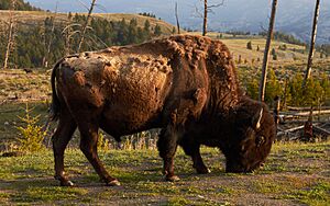 American bison in Yellowstone National Park