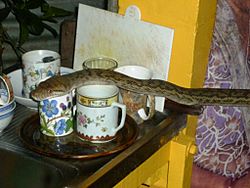 Amethystine python houseguest