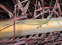 Anole and snake.jpg
