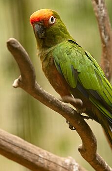 Aratinga auricapillus -Jurong Bird Park -8a