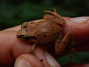 Arthroleptis tanneri.jpg