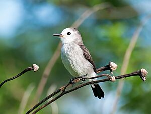 Arundinicola leucocephala -Piraju, Sao Paulo, Brasil -female-8.jpg