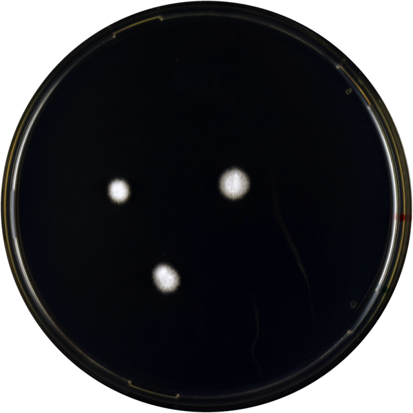 Aspergillus penicillioides yes