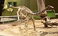 Baby Apatosaurus OMNH