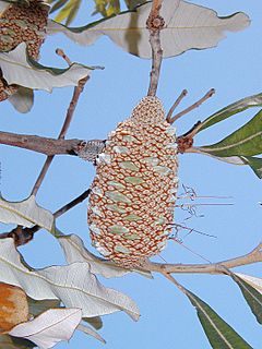 Banksia dentata follicle