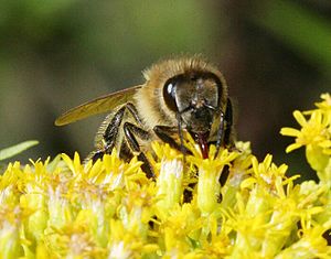 Bee on -calyx 935
