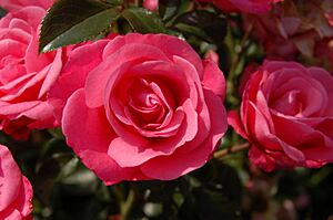 Bella Rosa (Kordes 1981)