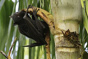 Black Flying Fox eating palm tree