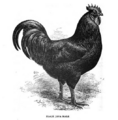 Black Java male, 1905
