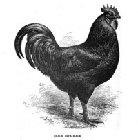 Black Java male, 1905.png