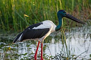 Black necked stork (Jabiru) - Fogg Dam - Northern Territory - Australia