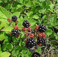 Blackberries on bush.jpg